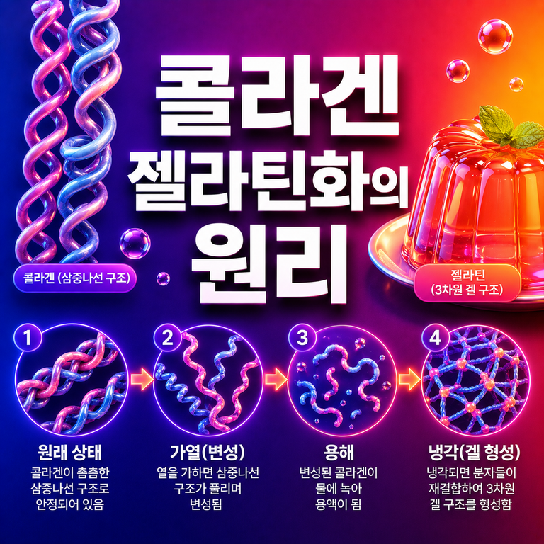 고기는 왜 오래 끓이면 부드러워질까? 콜라겐 젤라틴화의 원리 4 콜라겐 젤라틴화의 원리